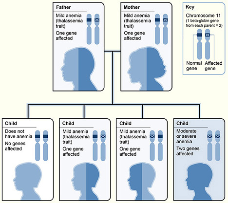 Example of an Inheritance Pattern for Beta Thalassemia