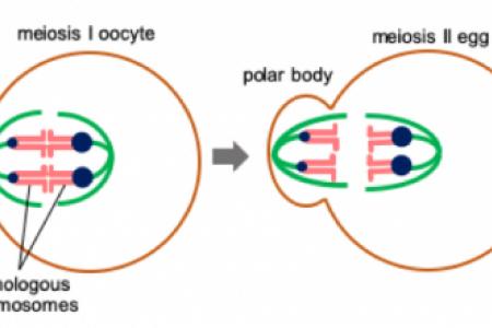 Schematics of meiotic drive in female meiosis.