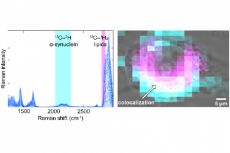 Raman spectral imaging of 13C2H15N-labeled α-synuclein amyloid fibrils in cells